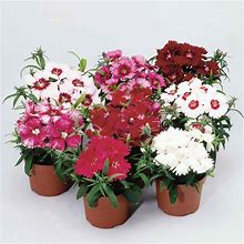 Dianthus Flower Seeds - Diana Series - Mix - Packet Of 25 Seeds - Annual Garden Flower - Buy Seeds Online
