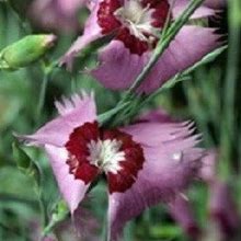 40+ Allwoodi Alpius Dianthus / Perennial / Flower Seeds.