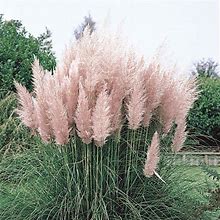 Pink Pampas Grass (Cortaderia), Bare Root Starter Perenial Grass (1-Pack)