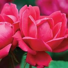 Red Double Knock Out Rose Bush (1 Gallon) Flowering Semi-Evergreen Shrub With Red Double-Form Blooms - Full Sun Live Outdoor Plant