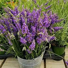 Brighter Blooms - Sensational Lavender Plant, 1 Qt. - No Shipping To AZ