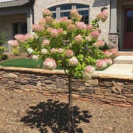 Vanilla Strawberry Hydrangea Tree, 3-4 Ft- Ornamental Shrub, Colorful, Show-Stopping, Full Blooms For Every Type Of Landscape, Zone 5-8