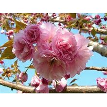 3 Pack Of Kwanzan Cherry Trees 6-12" In A 3' Pot