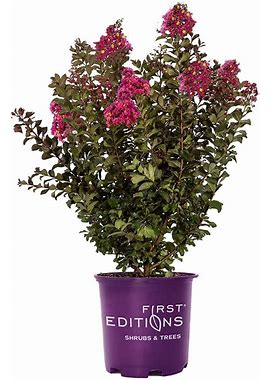 3 Gal. Plum Magic Crape Myrtle Flowering Shrub With Fuchsia Pink Flowers