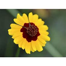 Zellajake Farm And Garden Yellow/Red Plains Coreopsis Seeds/ Annual/ Full Sun/6000 Seeds Grams/ Zellajake Farm And Garden- B265 Size 2