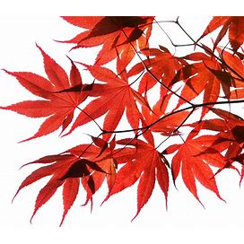 10 RED JAPANESE MAPLE Tree Bloodgood Ornamental Acer Palmatum Seeds