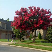 Dynamite Crape Myrtle, 3 Gal- Bright Red Blooms Last Up To 4 Months | Ornamental Flowering Trees
