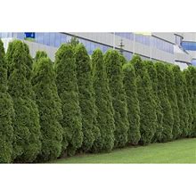 50 American Arborvitae Tree Seeds | Giant Thuja Tree, Thuja Occidentalis | Privacy Or Landscaping Tree