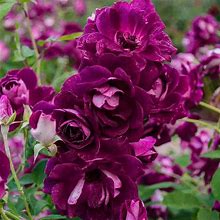 Burgundy Iceberg Rose | Zone 6-8 | Red | Purple | White | Mixed | 4 - 6 Feet | Full Sun