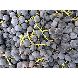 1 Concord Purple/Blue Grape Living Plant. Live Rooted Starter Plant Zones 5-9.