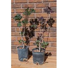 Royal Purple Smoke Tree, Cotinus Coggygria, Established Potted Plant