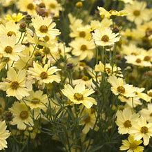 Coreopsis Creme Brulee - 1 Container