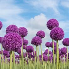 3 Giant Purple Allium Bulbs, Purple Allium Bulbs Ornamental Onion Flower Bulbs For Planting