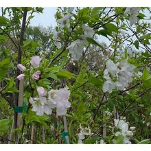 Akebono Flowering Cherry Tree Live 4-6 Foot Tall Trees Ornamental Landscape Healthy Plants Home Garden Plants Gardening