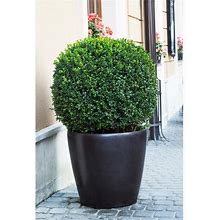 Online Orchards 1 Gal. American Boxwood Shrub (2-Pack)
