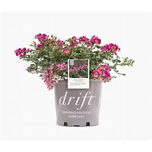 Pink Drift Rose Bush - 1 Gallon / Single | Perfect Plants