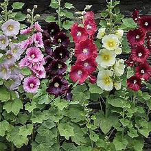 Hollyhock Seeds For Planting, Mixed Colors - 250+ Seeds - Long Blooming Period In All Zones