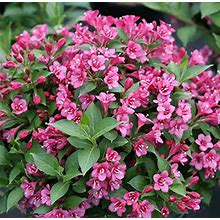 Votaniki Deep Pink Weigela 1-2 ft Plant - Perennial Weigela Snippet Flowering Plant | Long-Lasting Beauty, Deep Pink Weigela Shrub - Vibrant, Low Mai