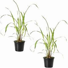 Live Lemongrass (2 Plants Per Pack) - Wards Off Pests - Natural Mosquito Repellant - Healthy And Fragrant - 10" Tall By 5" Wide In 1.5 Quart Pot