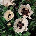 Papaver Orientale Checkers Poppy Seeds - Flower Seeds - 100 Seeds