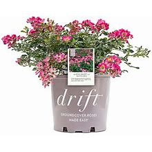 Drift 2 Gal. Pink Rose Plant