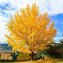 5-6 ft. - Ginkgo Tree - The Most Colorful Shade Tree