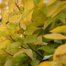 Golden Dogwood Hedge | Zone 3-7 | White | 5 - 8 Feet | Full Sun | Partial Shade