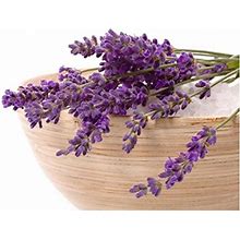 Seeds English Lavender Medicinal Lavandula Heirloom Herbs For Planting Non GMO