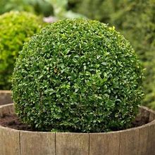 American Boxwood - Buy 6 Plants (1 Gallon Pots) - Deer-Resistant, Drought-Tolerant, Evergreen, Privacy Shrub - Zone 5-9