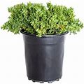 Blue Pacific Juniper (2.5 Quart) Low-Growing Evergreen Groundcover - Live Outdoor Plant