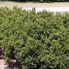 Brown's Yew Hedge | Zone 4-7 | 8 - 10 Feet | Full Sun | Partial Shade