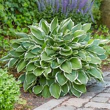 1 - FRANCEE HOSTA Bare Root Plant - Tough & Reliable Perennial - SPRING SHIPPING