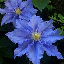 CHUXAY GARDEN 25 Seeds Blue Double Flower Clematis Chevalier,Clematis,Early Large-Flowered Clematis Hardy Lovely Flowers Grow Fast Great For Garden