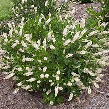 4-Pack (Summersweet Clethra Shrub/Bush, 3 Gal- Fragrant White Blooms Meet Compact Growth, Zone 5-8
