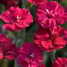 Frosty Fire Dianthus - 3 Live Plants - Dianthus Allwoodii - Fragrant Cold Hardy Groundcover