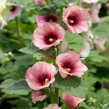 Outsidepride 25 Seeds Perennial Alcea Rosea Halo Apricot Hollyhock Flower Seeds For Planting