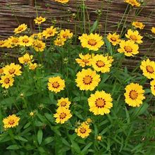 Coreopsis Seeds - Sterntaler - 1 Ounce - Red/Yellow Flower Seeds, Open Pollinated Seed Attracts Bees, Attracts Butterflies, Attracts Pollinators, Exte