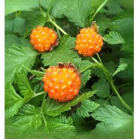 Salmonberry - Potted Plants (Rubus Spectabilis) Beautiful Pink - Red Flowers And Golden Yellow Raspberry Like Berries