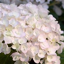 Blushing Bride Endless Summer Hydrangea (2 Gallon) Flowering Deciduous Shrub With Soft Pink Or Blue Blooms - Part Shade Live Outdoor Plant