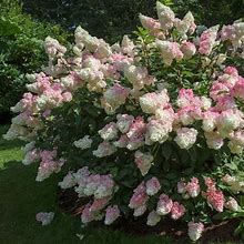 4-Pack (Vanilla Strawberry Hydrangea Shrub/Bush, 2 Gal- Ornamental Shrub, Colorful, Show-Stopping, Full Blooms For Every Type Of Landscape, Zone 5-8