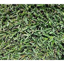 Seed Ranch St Augustine Floratam Grass Plugs - 2 Trays
