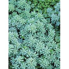 Sedum Blue Carpet Perennial Plant By Bluestone Perennials