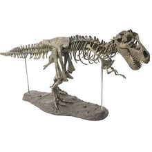 Tyrannosaurus Rex Assemble Skeleton Large Dinosaur Fossil Skull Animal