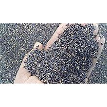 Grass Seeds Multi Cut Perennial Sorghum Jowar Grass For Animal Fodder/Sorghum