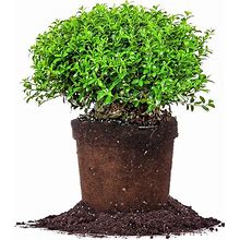 Soft Touch Holly - Size: 3 Gallon, Live Plant, Includes Special Blend Fertilizer & Planting Guide