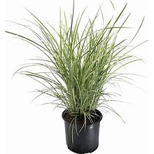 Premier Plant Solutions 16252 Maiden Grass (Miscanthus Sinensis), 3 Gallon, Variegatus