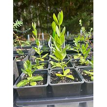 Lisianthus Live Plant, Well Rooted Plants In 3 1/4" Pots