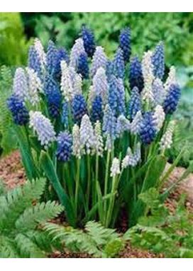 Grape Hyacinth Blend, Bulbs (20 Pack), Blue, Pure White, Azure Perennial Hyacinth Bulbs, Purple Flowers