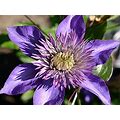 Clematis Multi Blue - 5 Live Plants In 4 Inch Growers Pots - Clematis 'Multi Blue' - Starter Plants Ready For The Garden - Beautiful Lavender Blue Fl