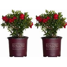 Encore Azalea Red Autumn Bonfire Azalea Flowering Shrub In 1-Gallon Pot 2-Pack | 80371-2